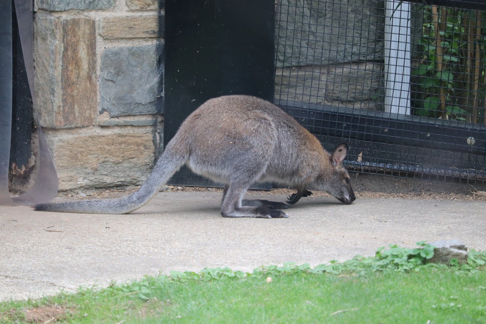 Small Mammal House - Bennett's Wallaby