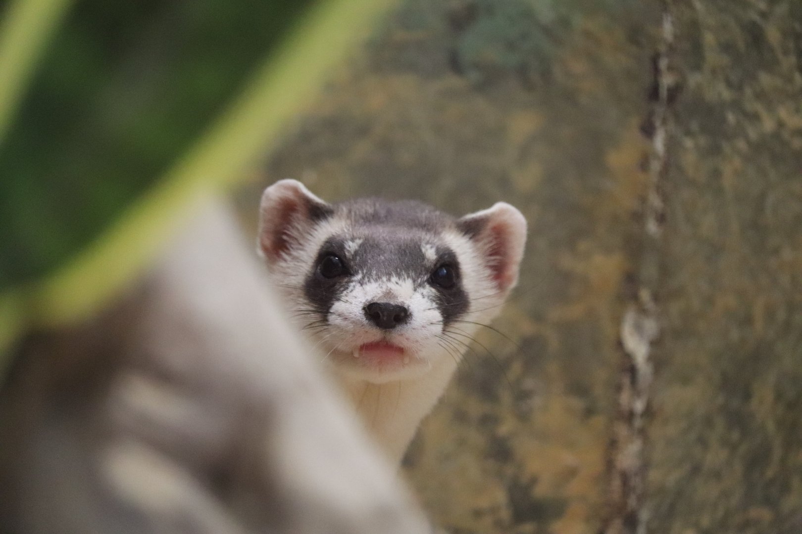 Small Mammal House - Black-Footed Ferret - Grasty