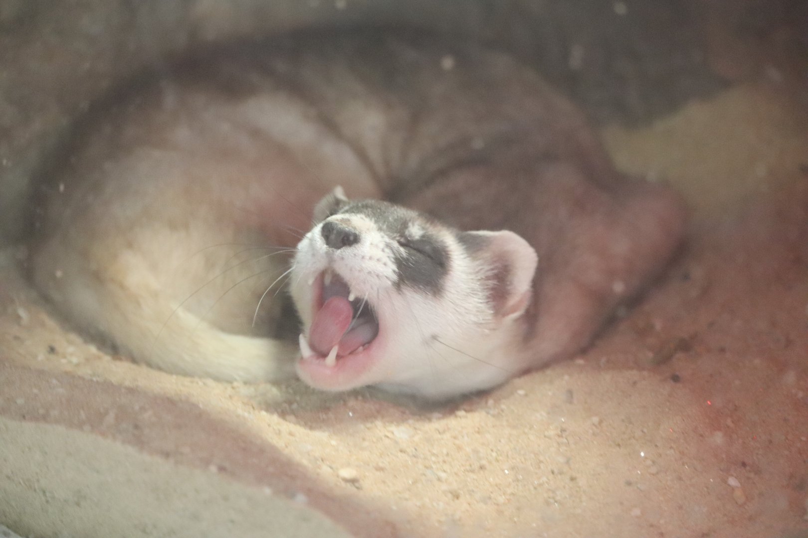 Small Mammal House - Black-Footed Ferret - Gratsy