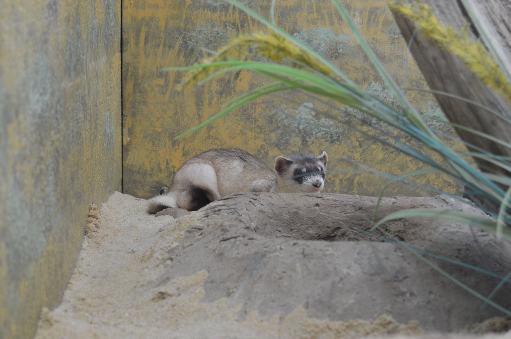 Small Mammal House - Black-footed Ferret (Mustela nigripes)
