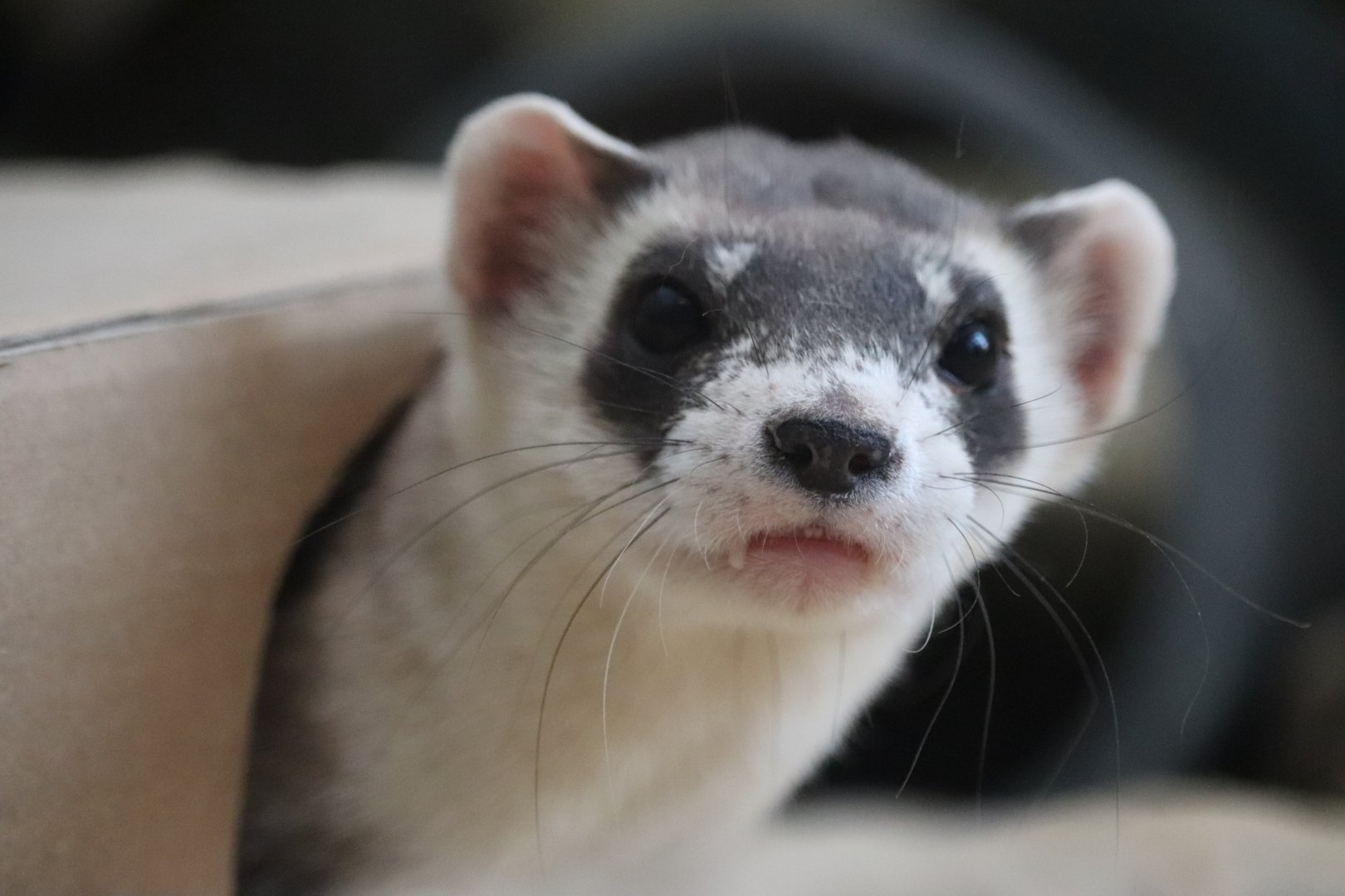 Small Mammal House - Black-Footed Ferret