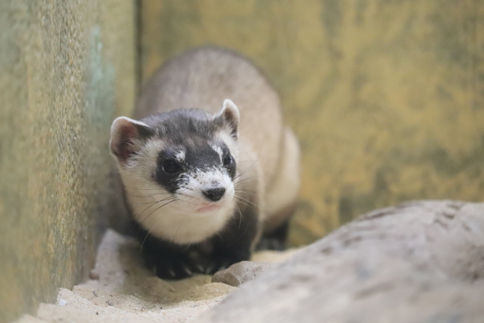 Small Mammal House - Black-Footed Ferret