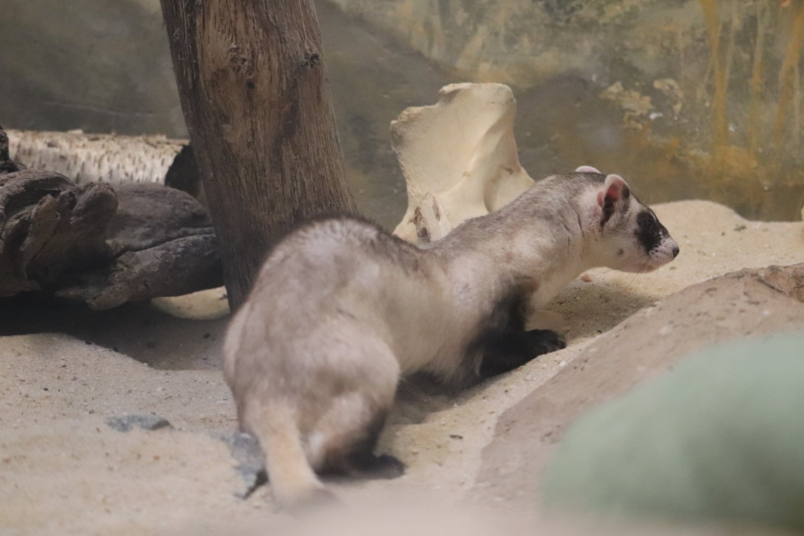 Small Mammal House - Black-Footed Ferret
