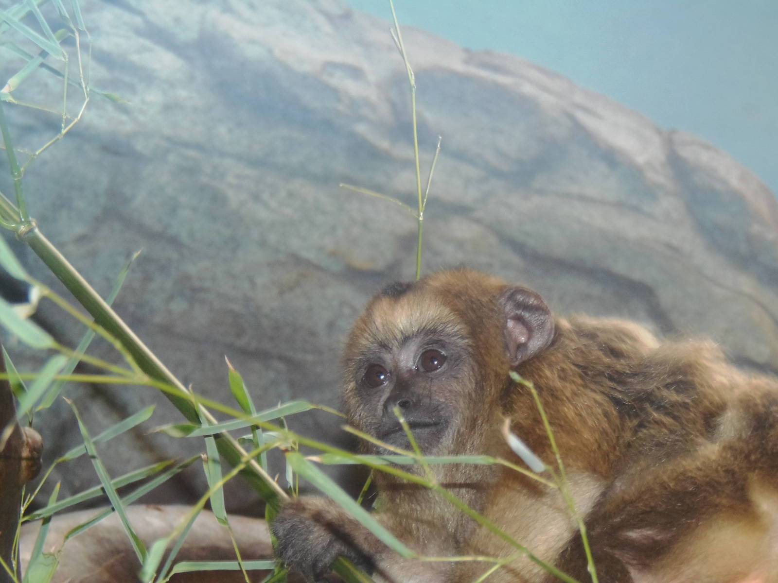 Small Mammal House- Black Howler Monkey Baby