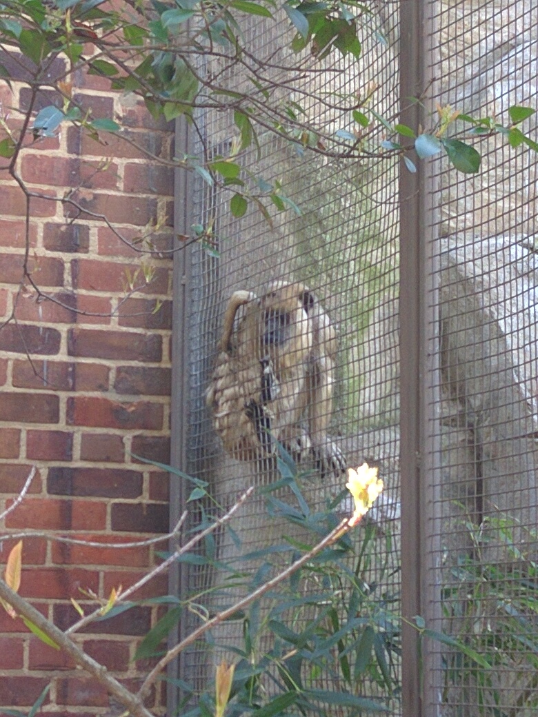 Small Mammal House - Black Howler Monkey