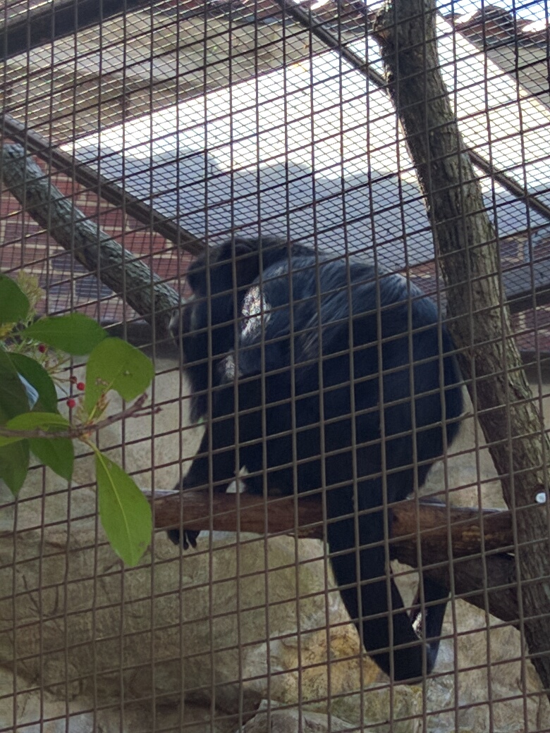 Small Mammal House - Black Howler Monkey
