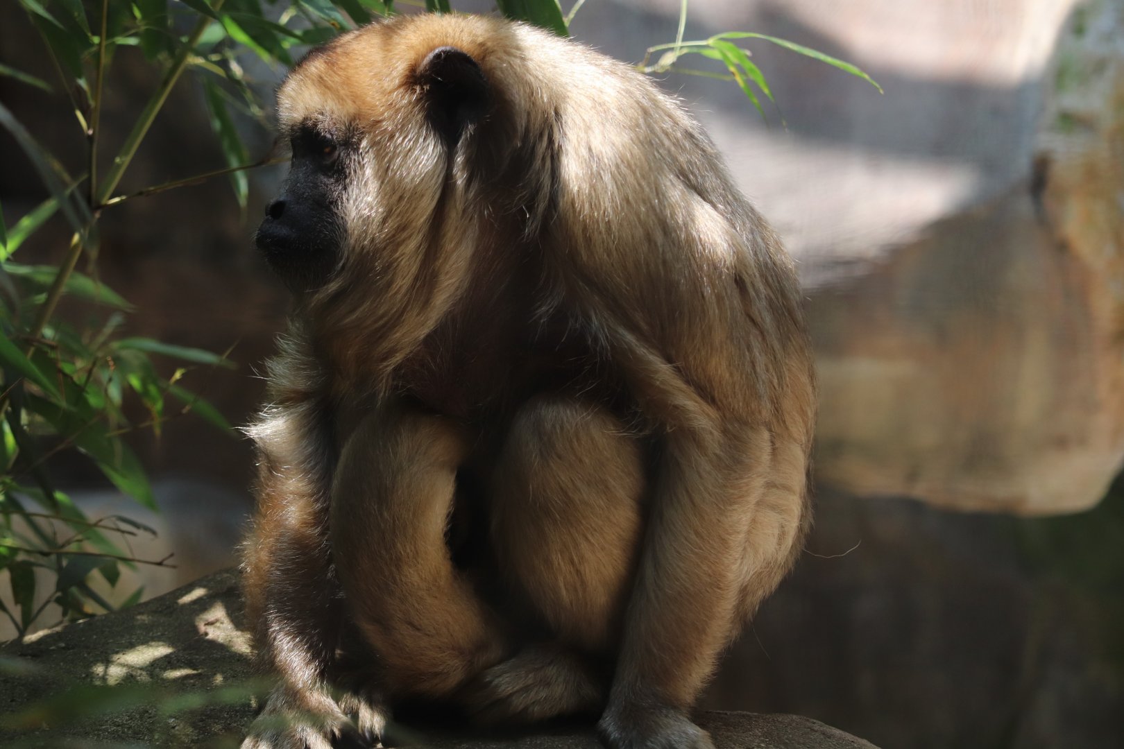 Small Mammal House - Black Howler Monkey
