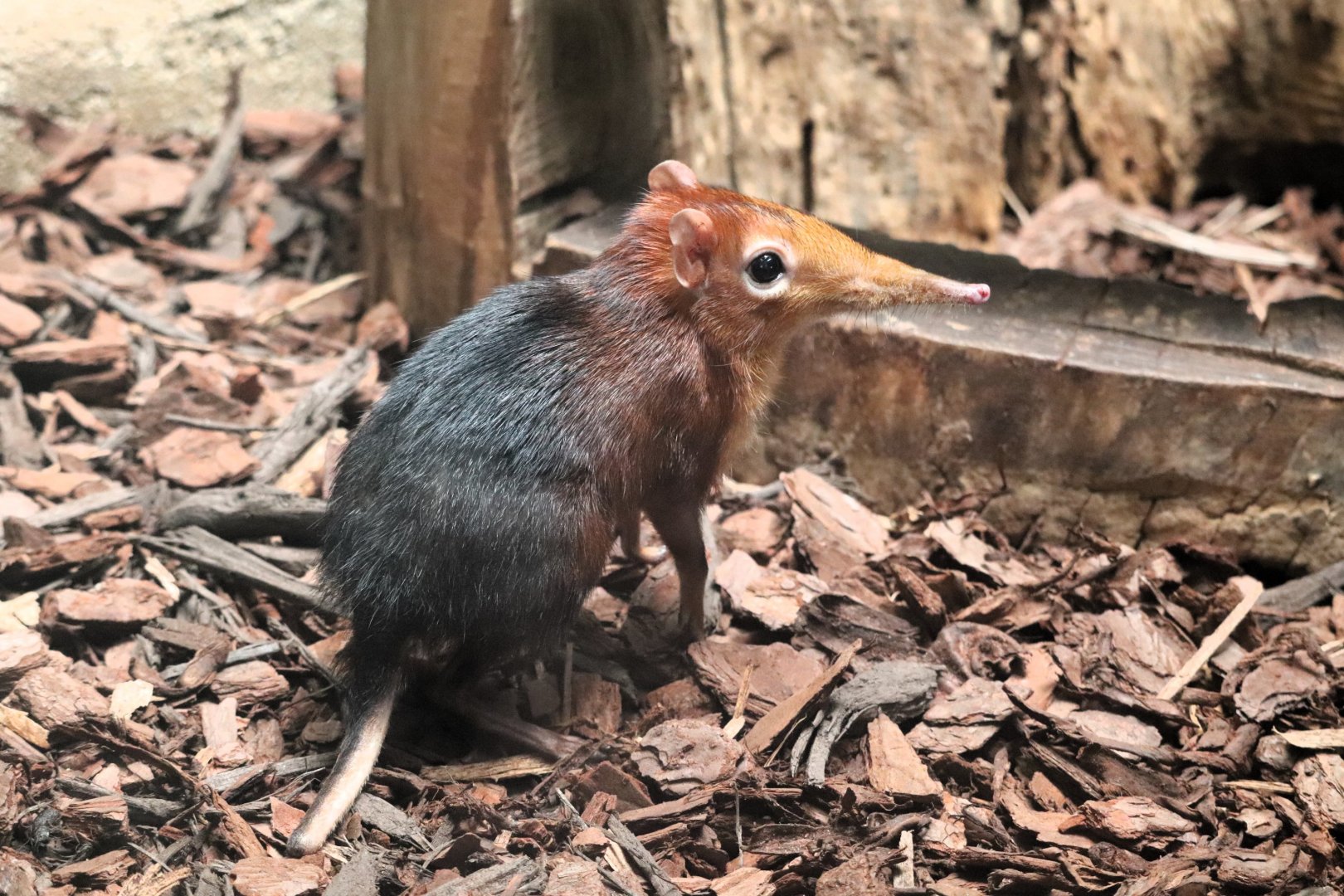 Small Mammal House - Black & Rufous Elephant Shrew