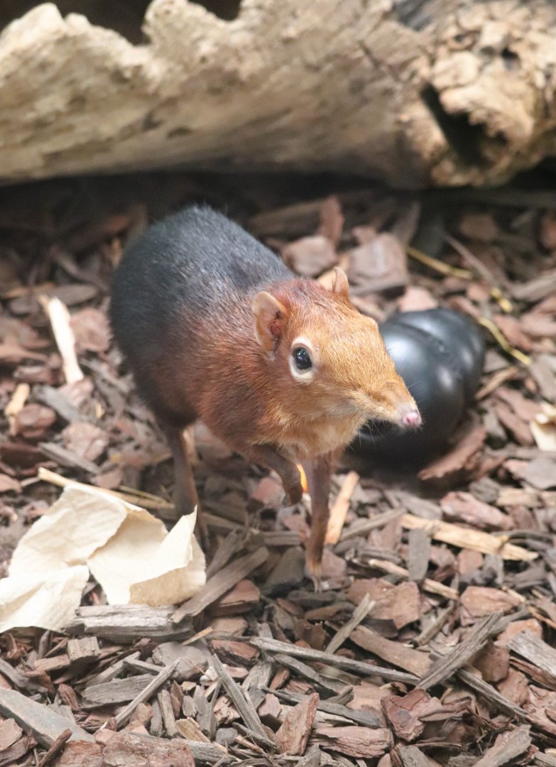 Small Mammal House - Black & Rufous Elephant Shrew