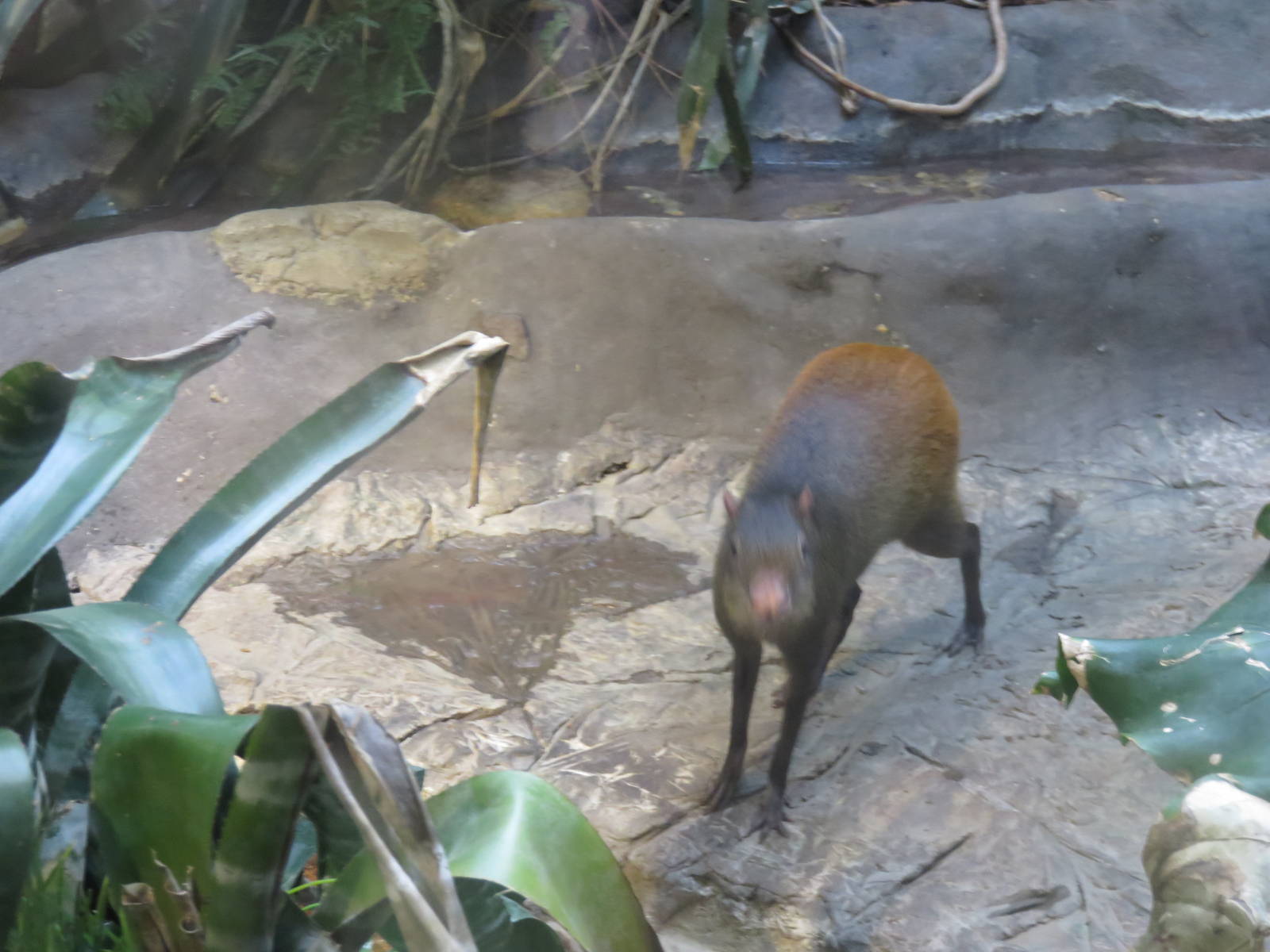 Small Mammal House - Brazilian Agouti