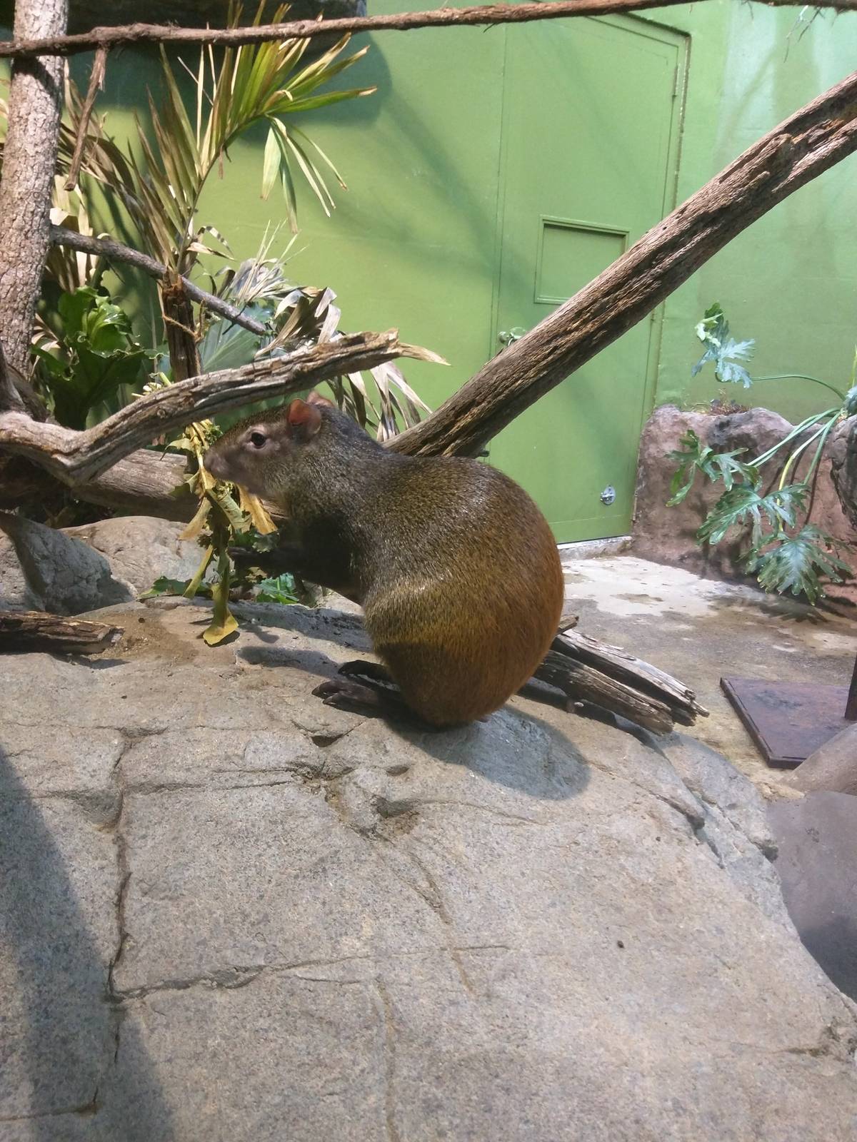 Small Mammal House - Brazilian Agouti