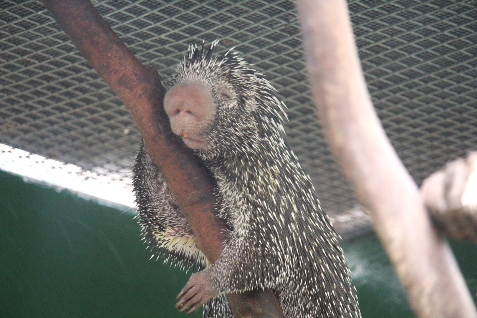 Small Mammal House - Brazilian Porcupine