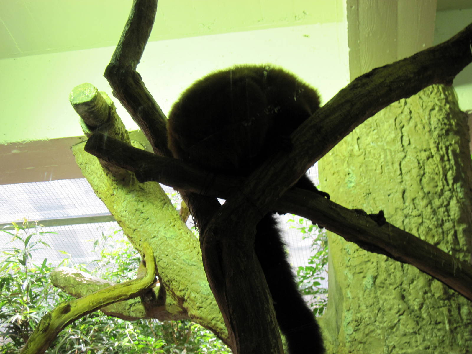 Small Mammal House-Brown Lemur
