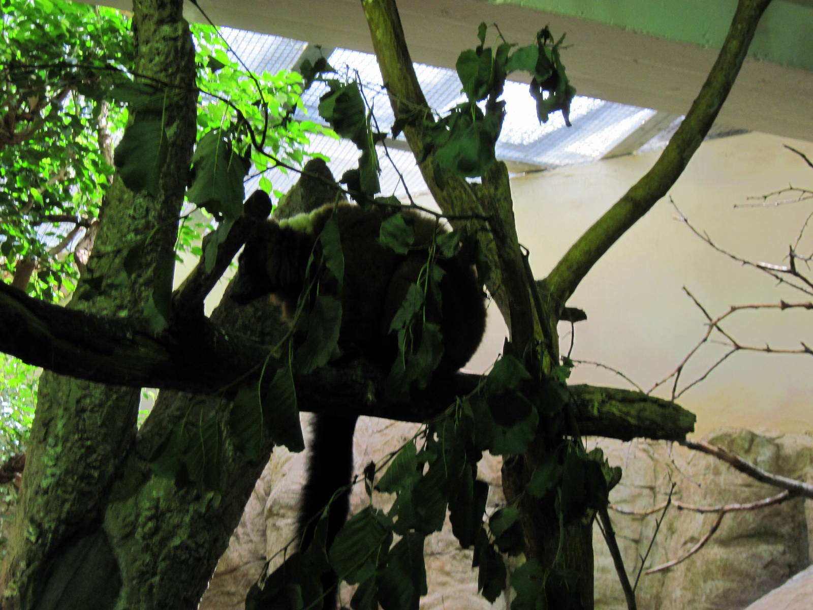 Small Mammal House-Brown Lemur