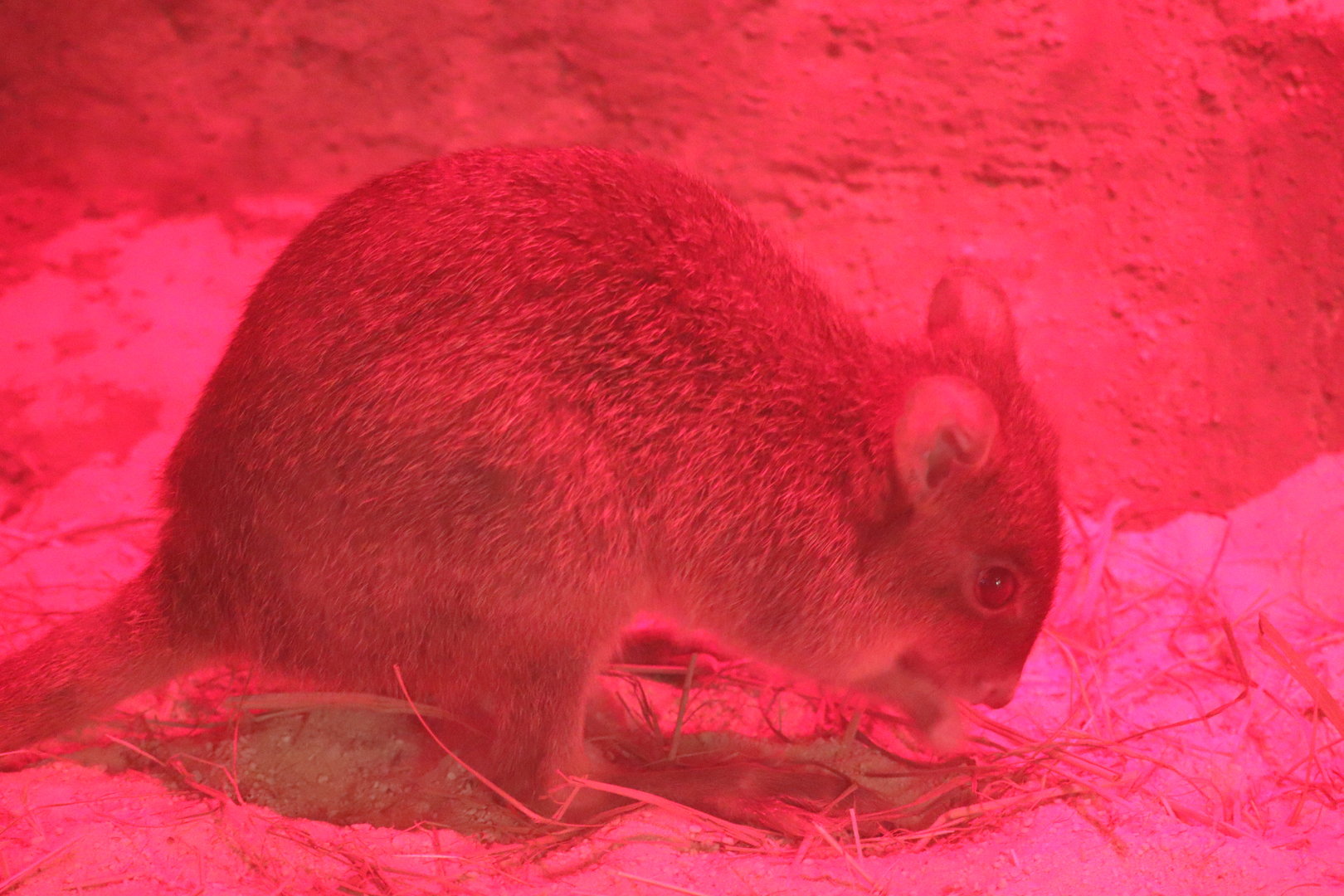 Small Mammal House - Brush-Tailed Bettong