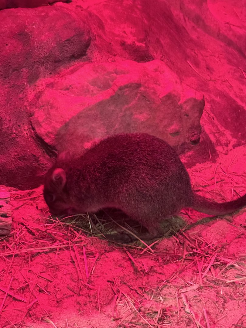 Small Mammal House- brush-tailed bettong
