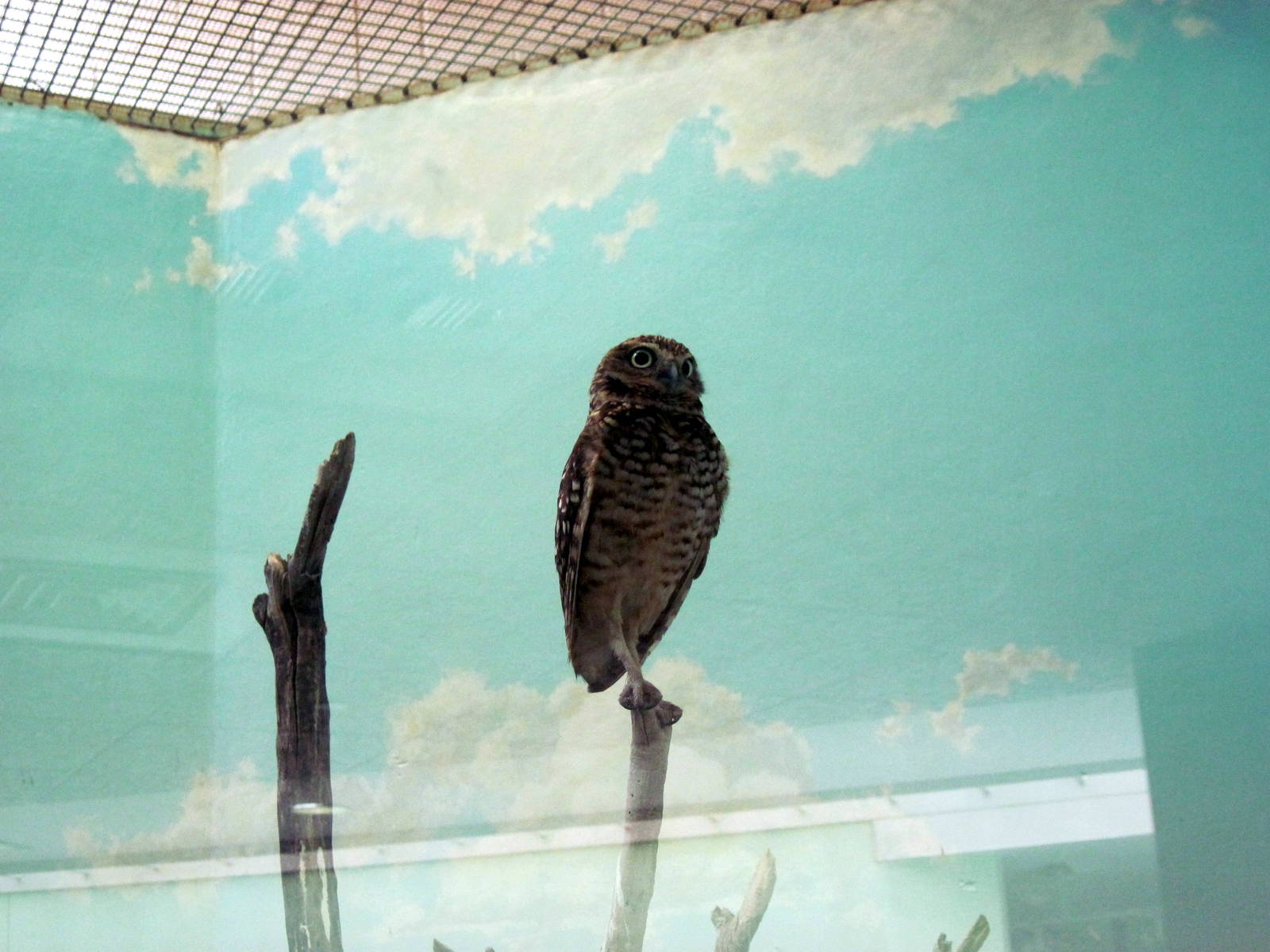 Small Mammal House-Burrowing Owl