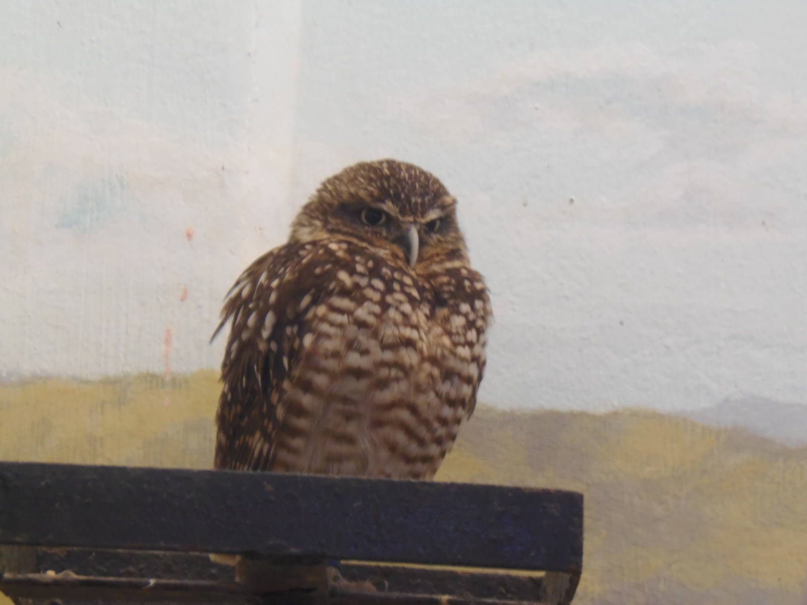 Small Mammal House- Burrowing Owl
