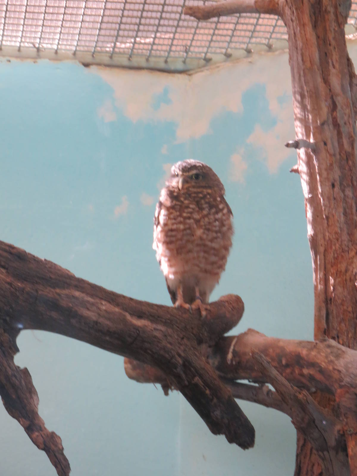 Small Mammal House - Burrowing Owl