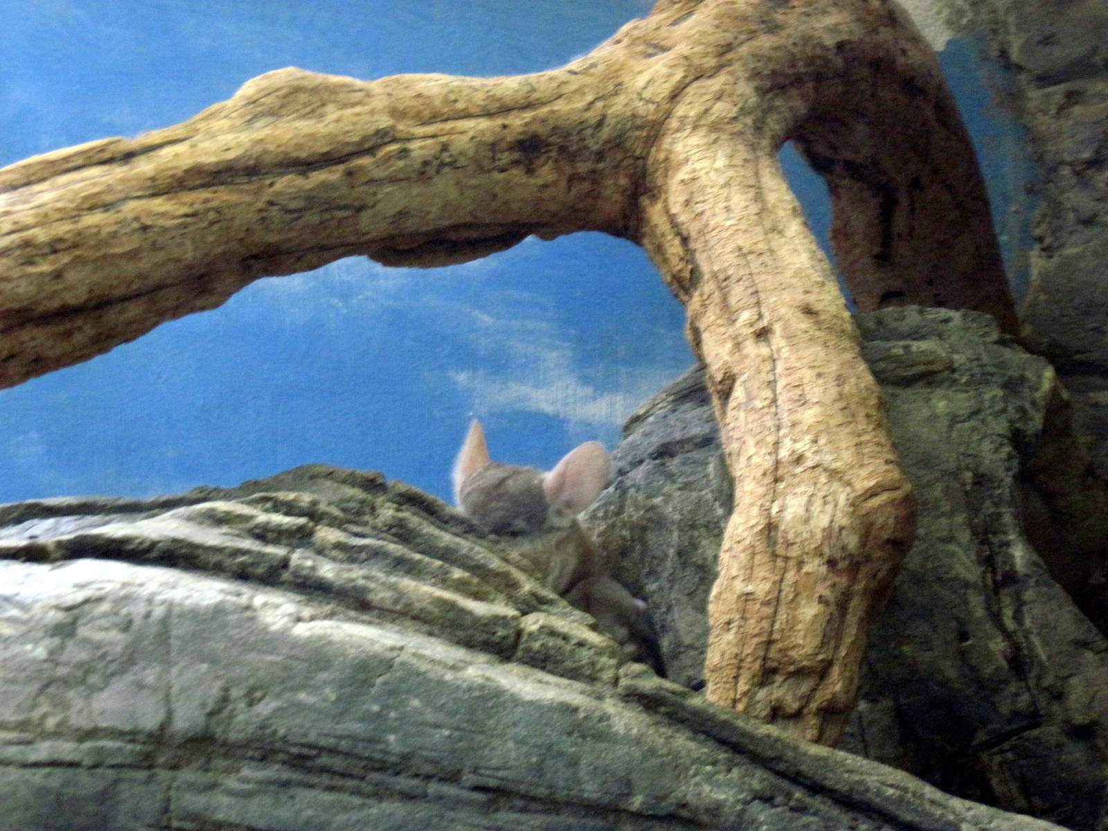 Small Mammal House-Chinchilla