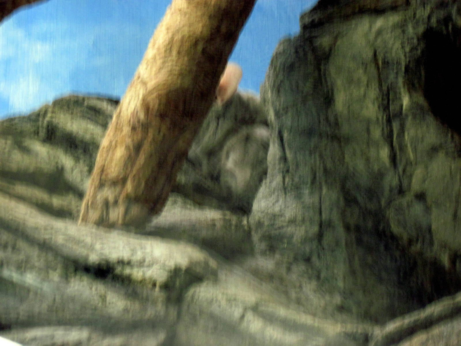 Small Mammal House-Chinchilla