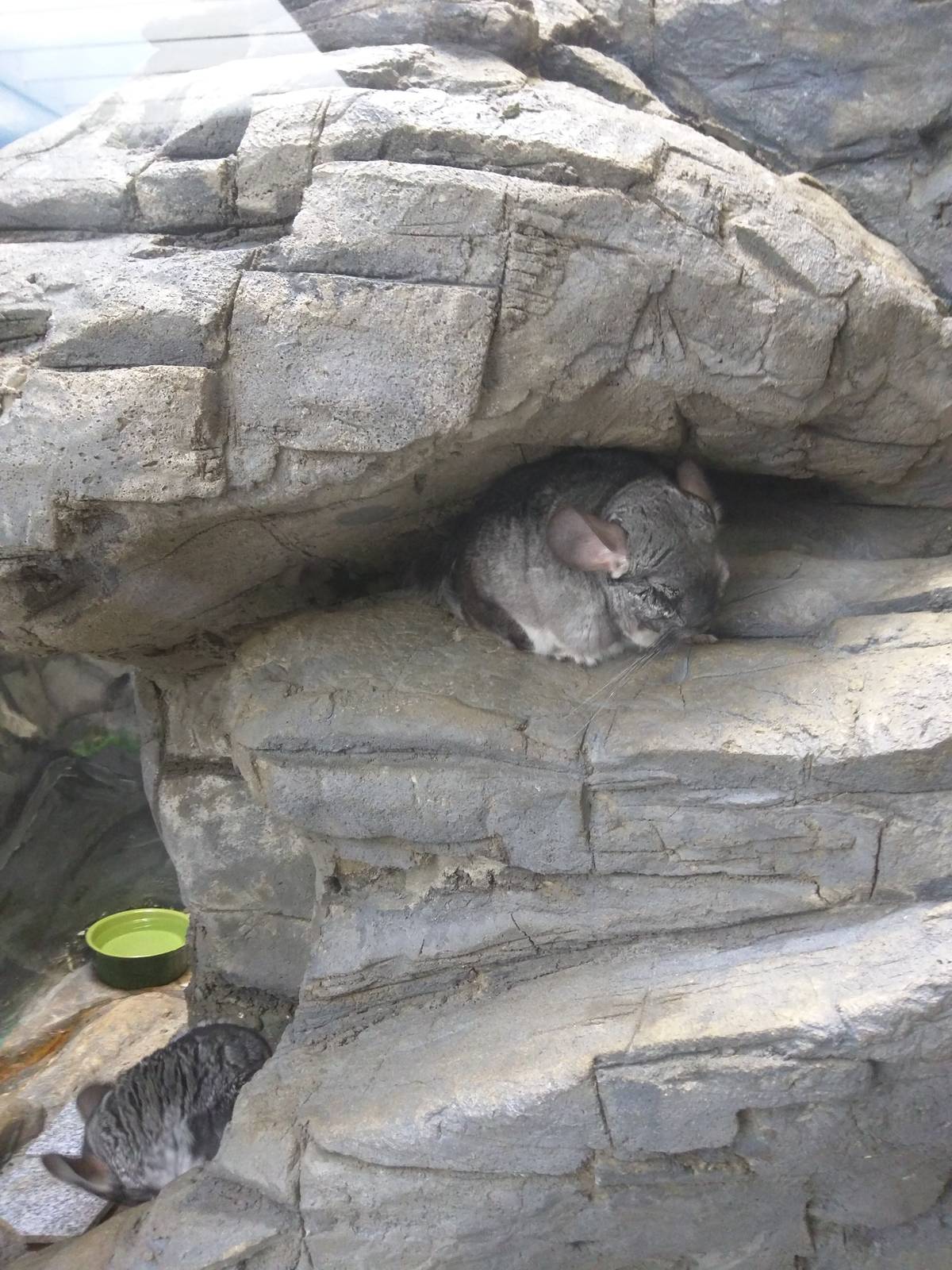 Small Mammal House - Chinchilla