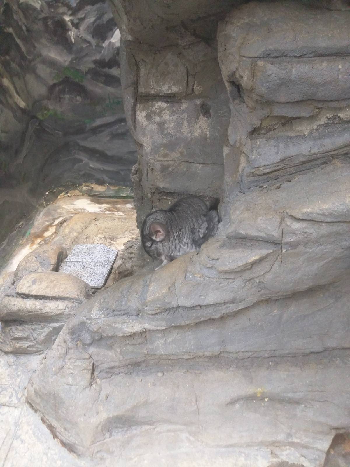 Small Mammal House - Chinchilla