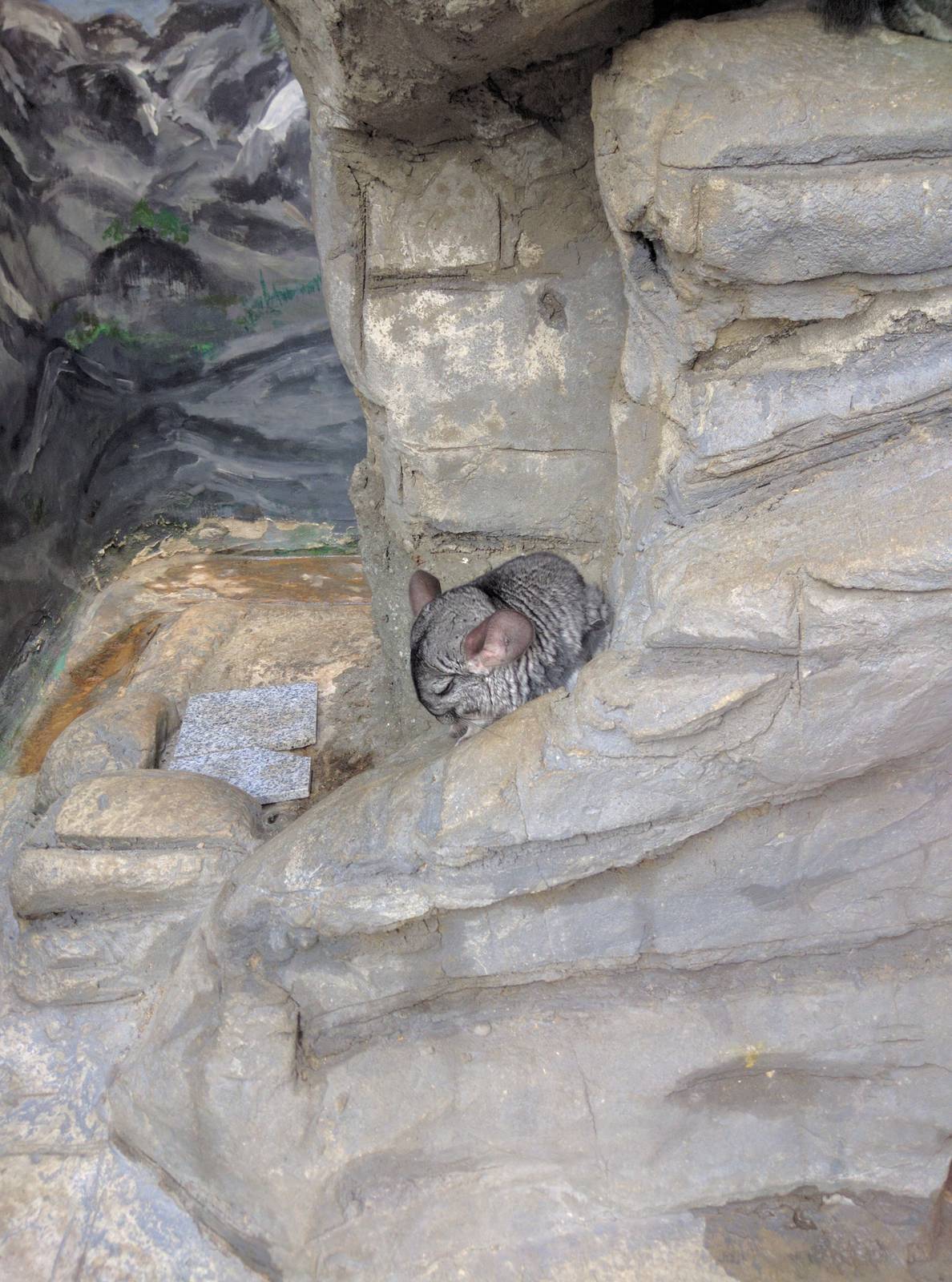 Small Mammal House - Chinchilla