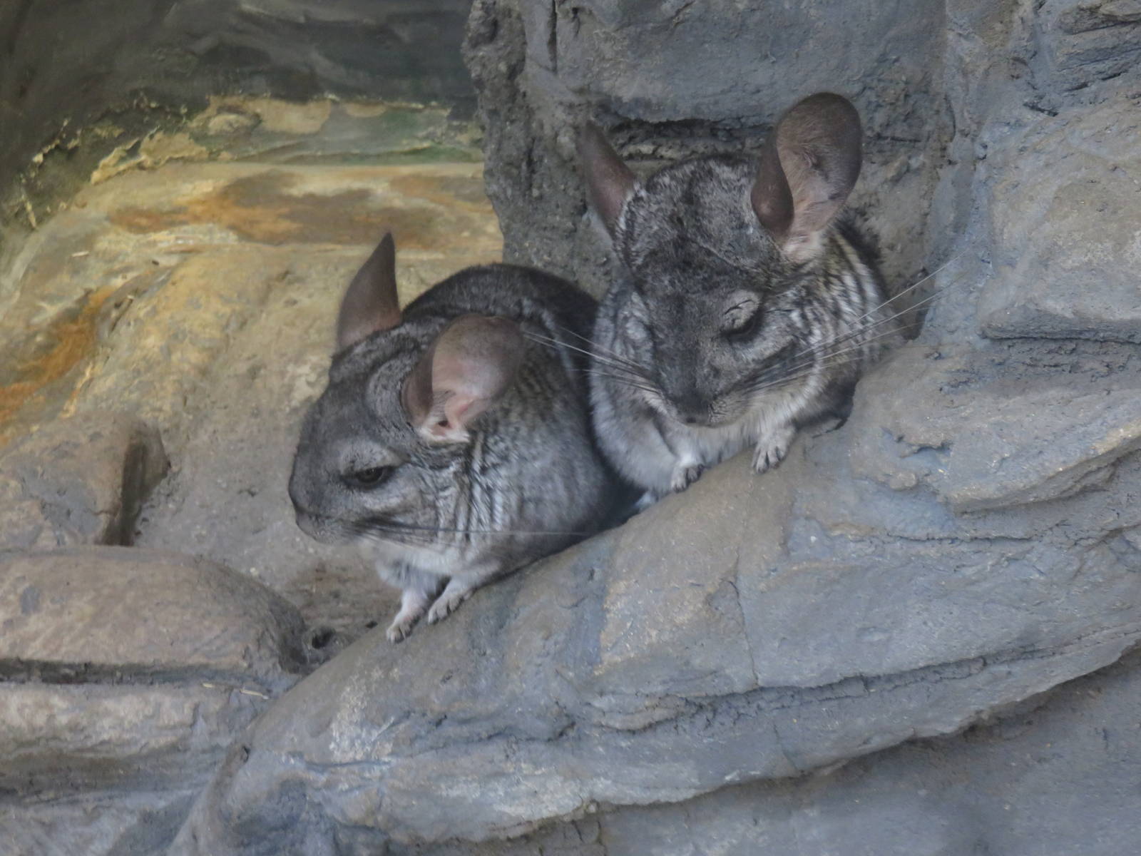 Small Mammal House - Chinchilla