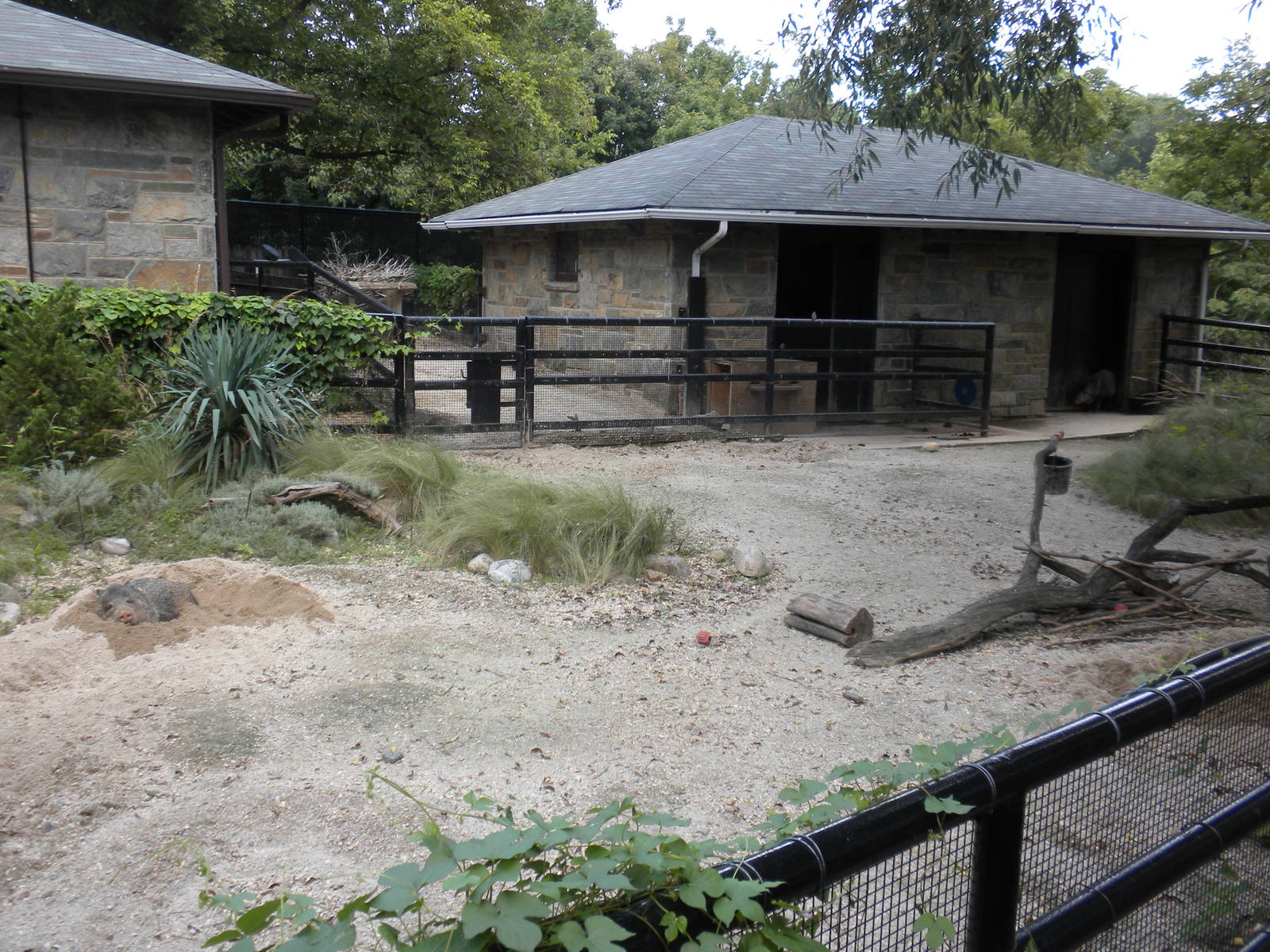 Small Mammal House - Collard Peccary Exhibit