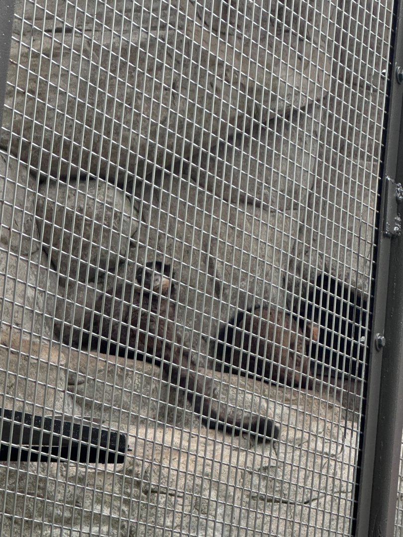 Small Mammal House- Collared brown lemur- Beemer- Bentley