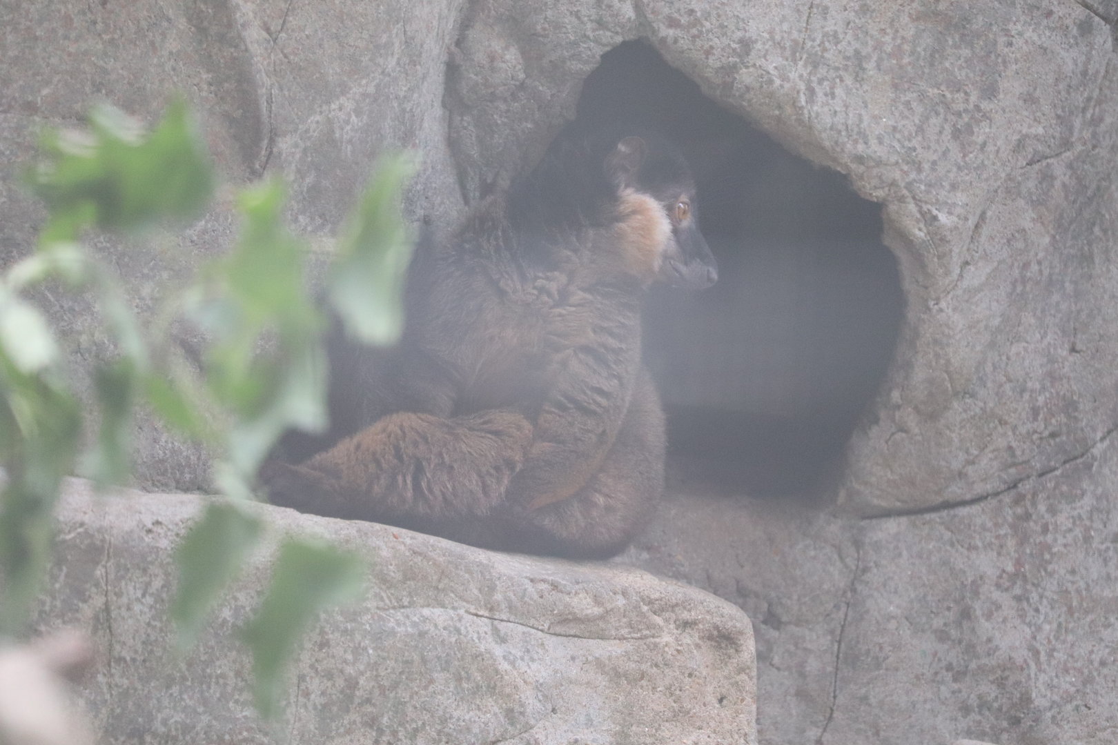 Small Mammal House - Collared Brown Lemur