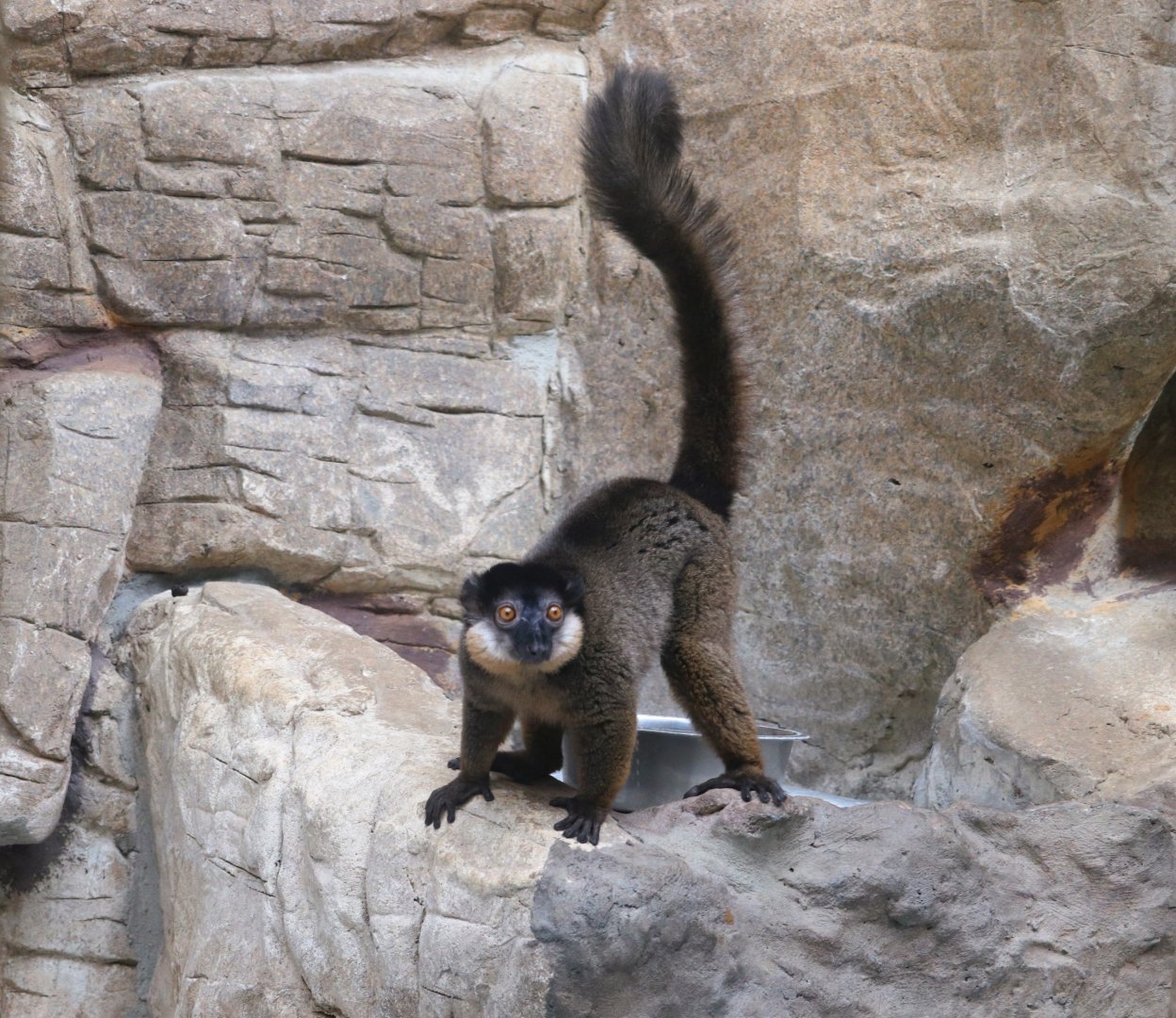 Small Mammal House - Collared Brown Lemur