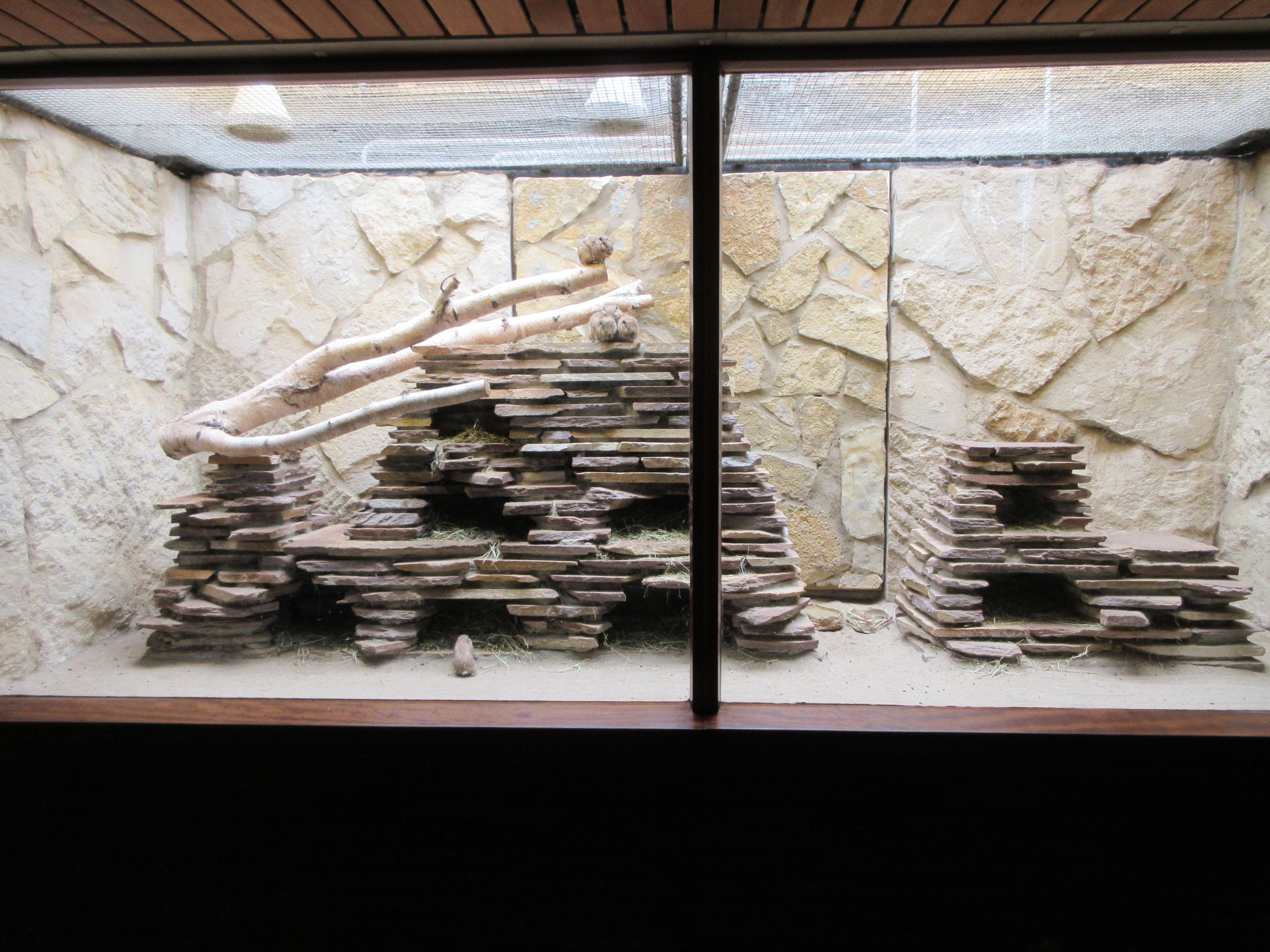 Small Mammal House - Common Gundi Exhibit