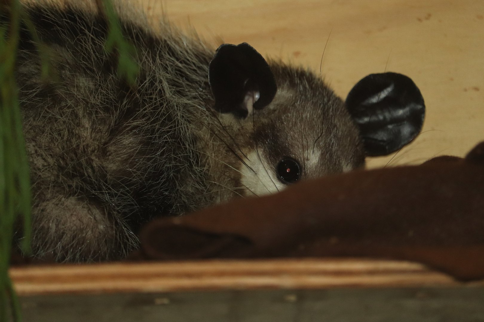 Small Mammal House - Common Opossum - Minnie