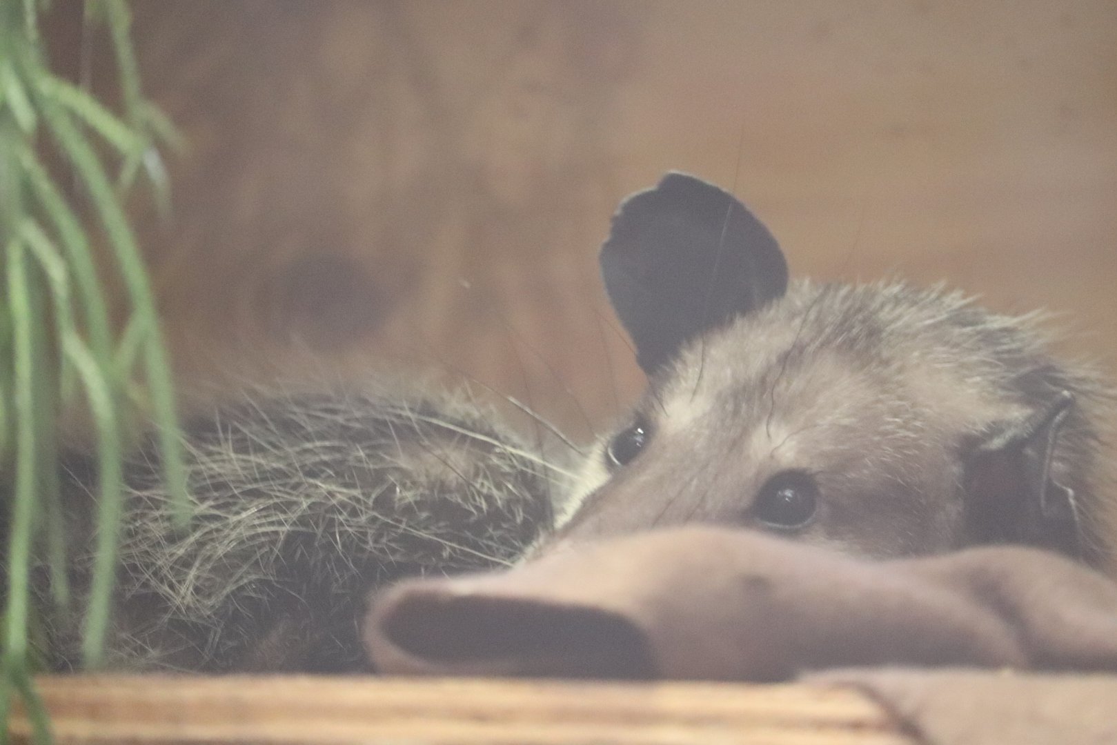 Small Mammal House - Common Opussom - Minnie