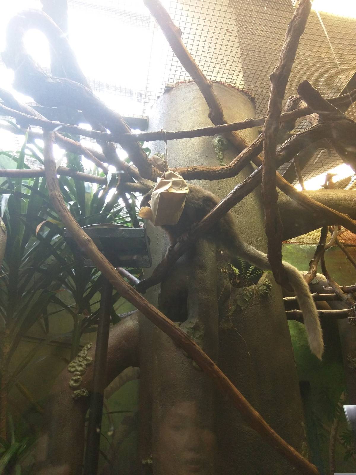 Small Mammal House - Coppery Titi Monkey