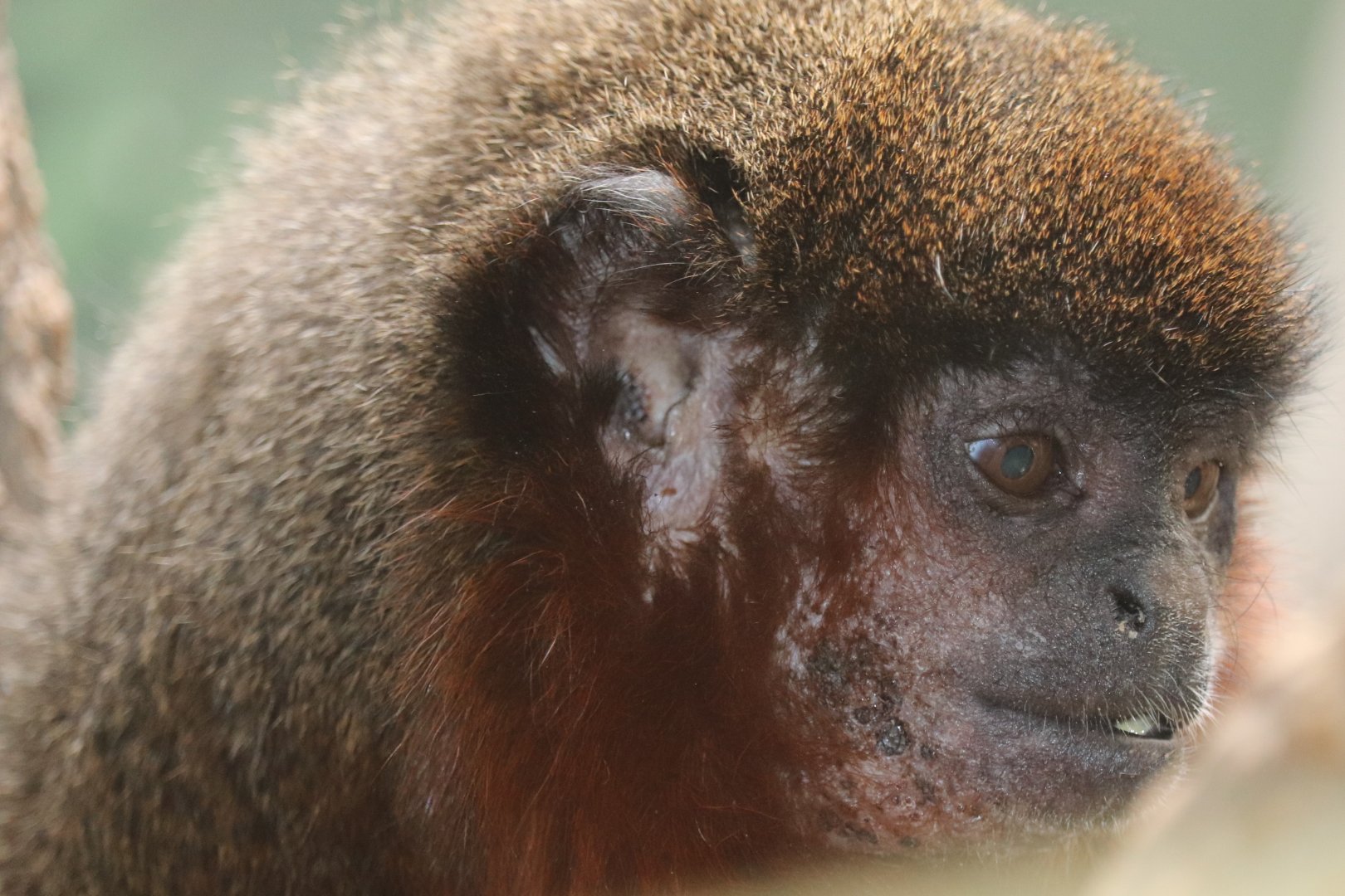 Small Mammal House - Coppery Titi Monkey