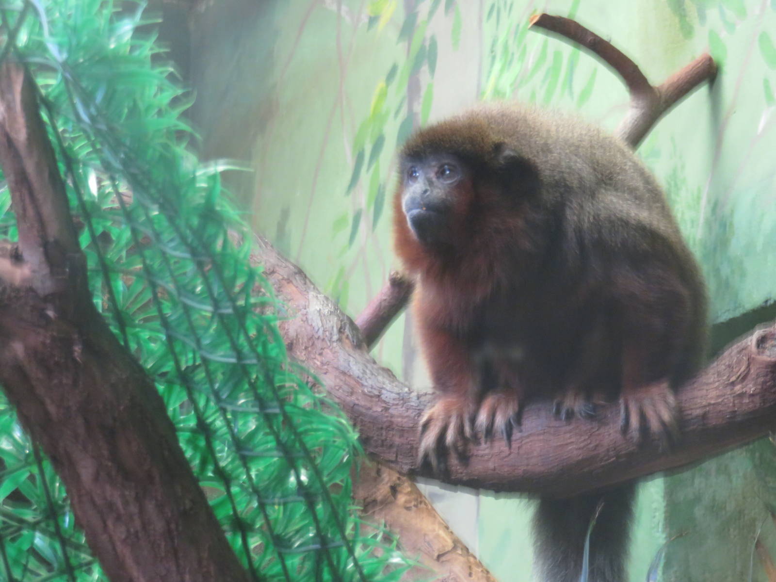 Small Mammal House - Coppery Titi