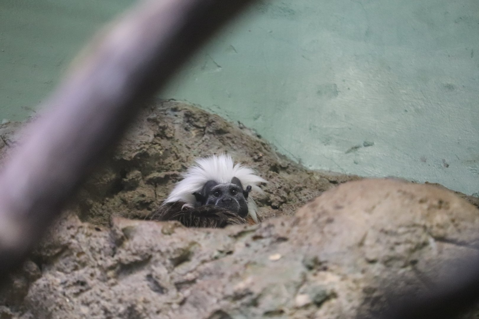 Small Mammal House - Cotton-Top Tamarin
