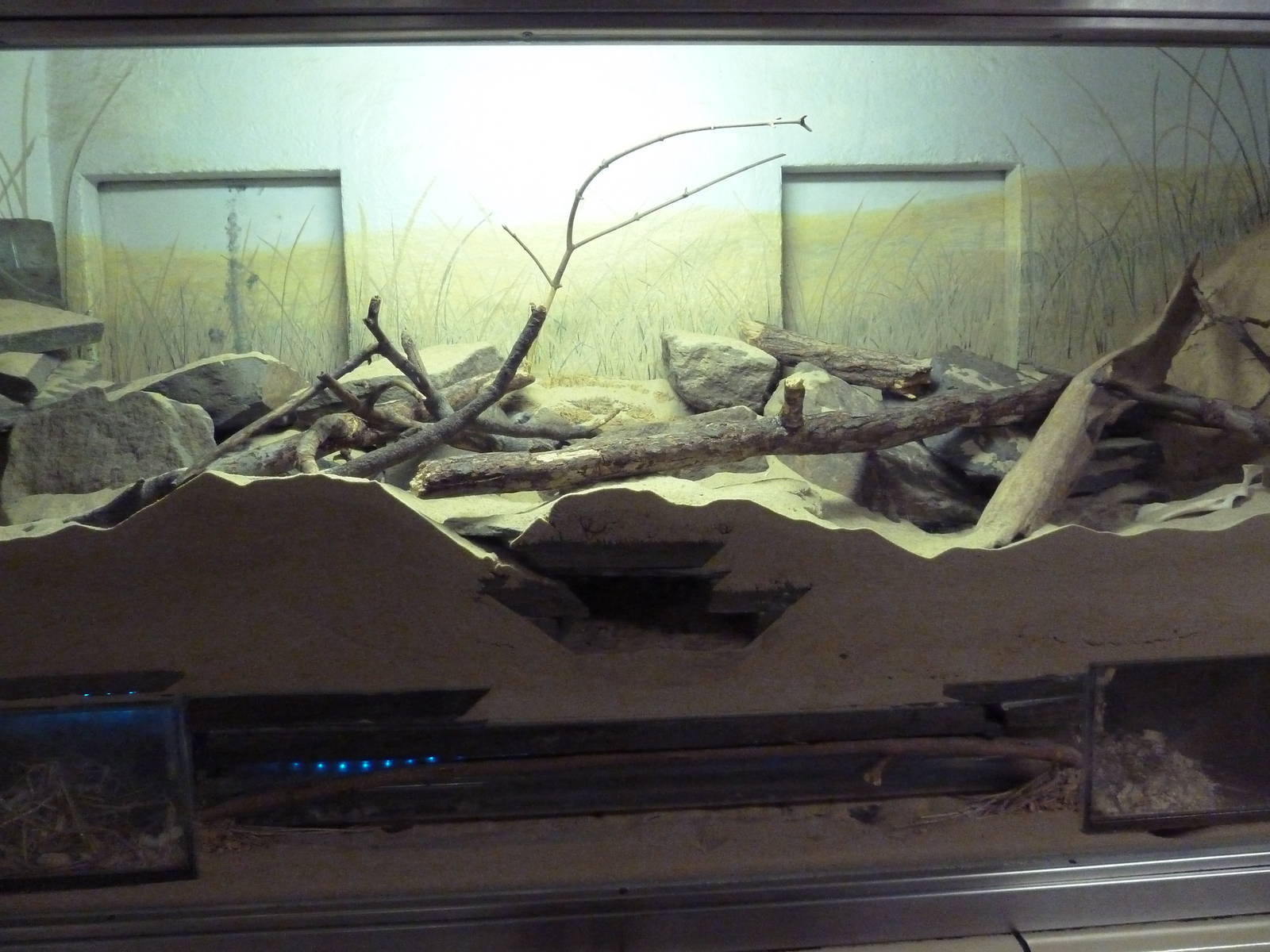 Small Mammal House - Damaraland Mole Rat + Bushy-Tailed Jird Exhibit