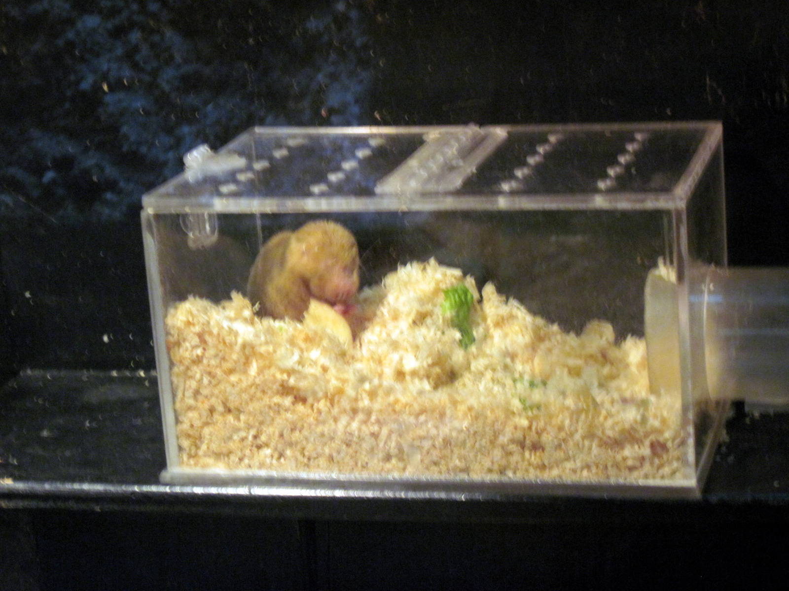 Small Mammal House-Damera Mole Rat