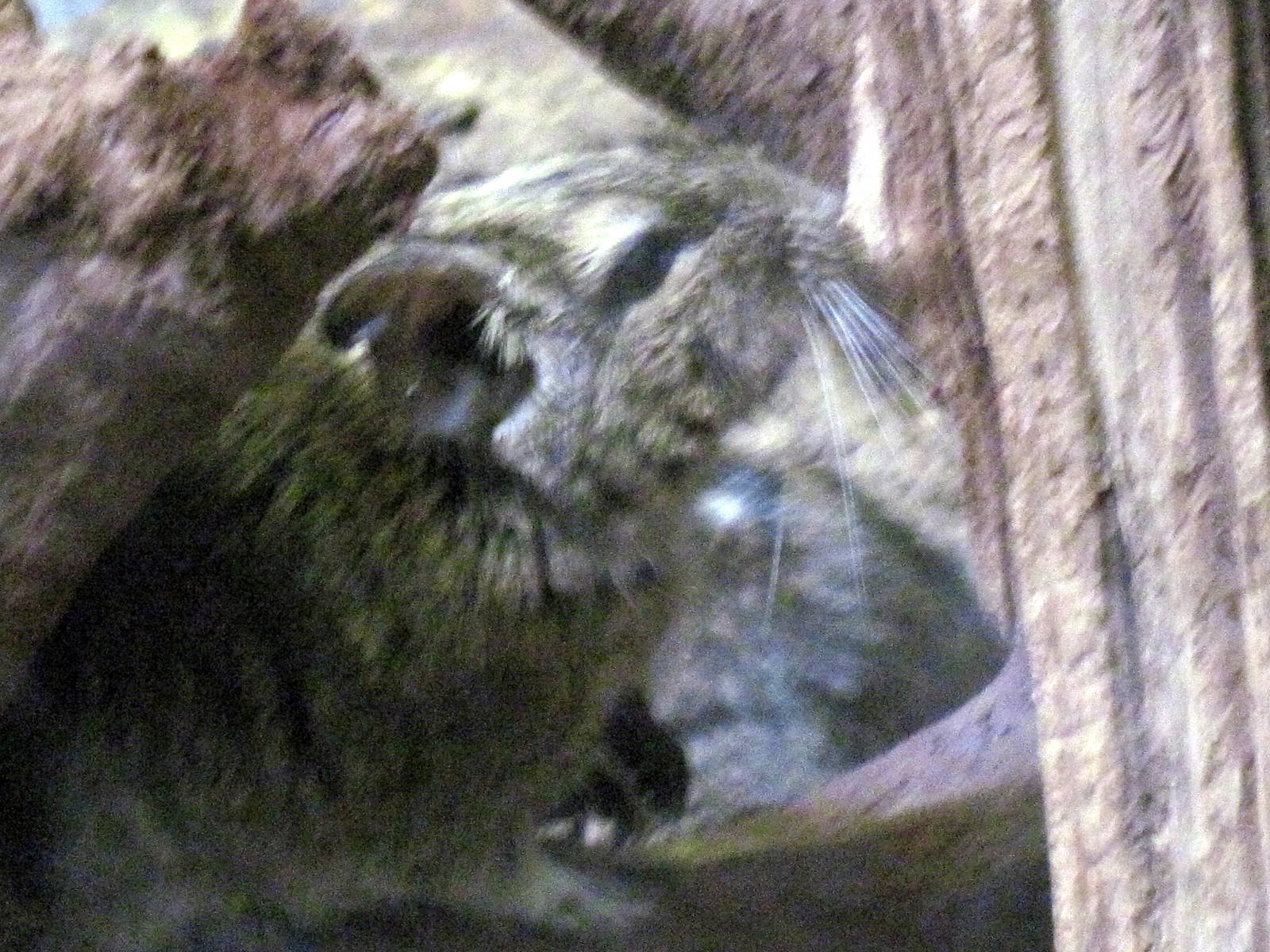 Small Mammal House-Degu