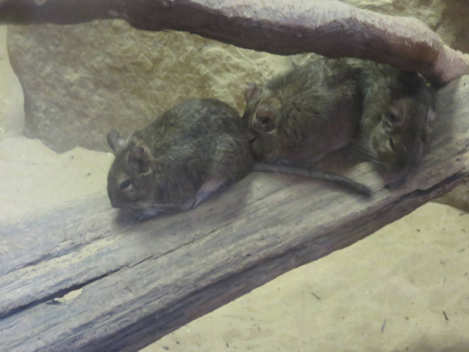 Small Mammal House - Degu