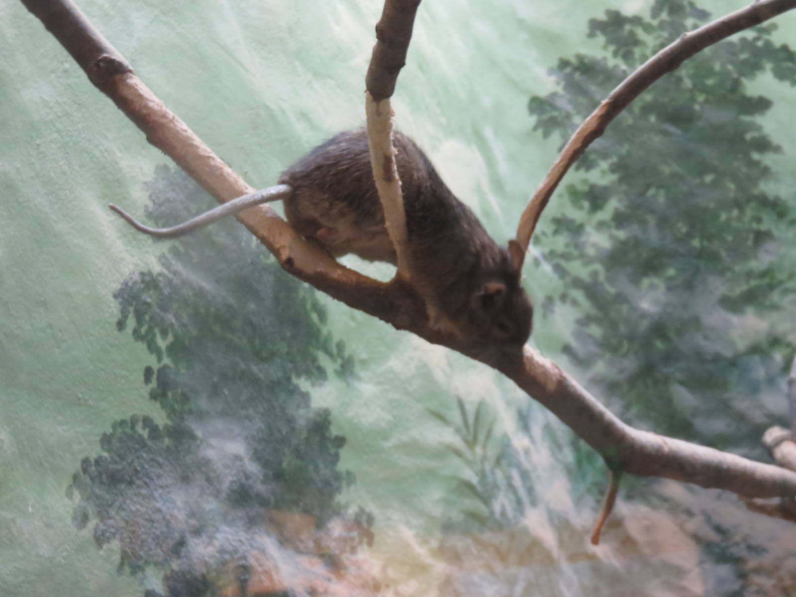 Small Mammal House - Degu