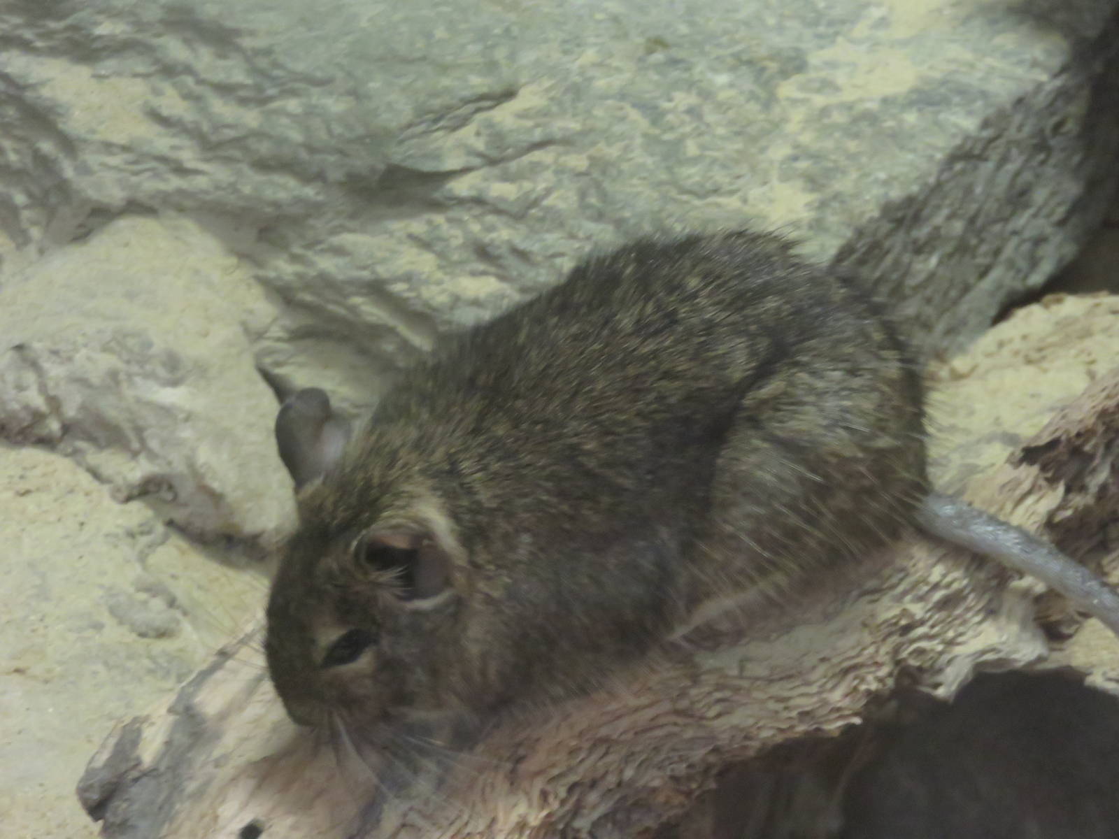 Small Mammal House - Degu