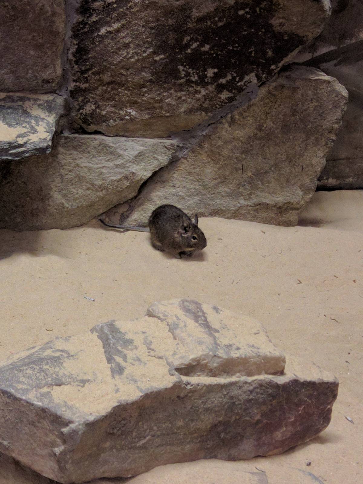 Small Mammal House - Degu