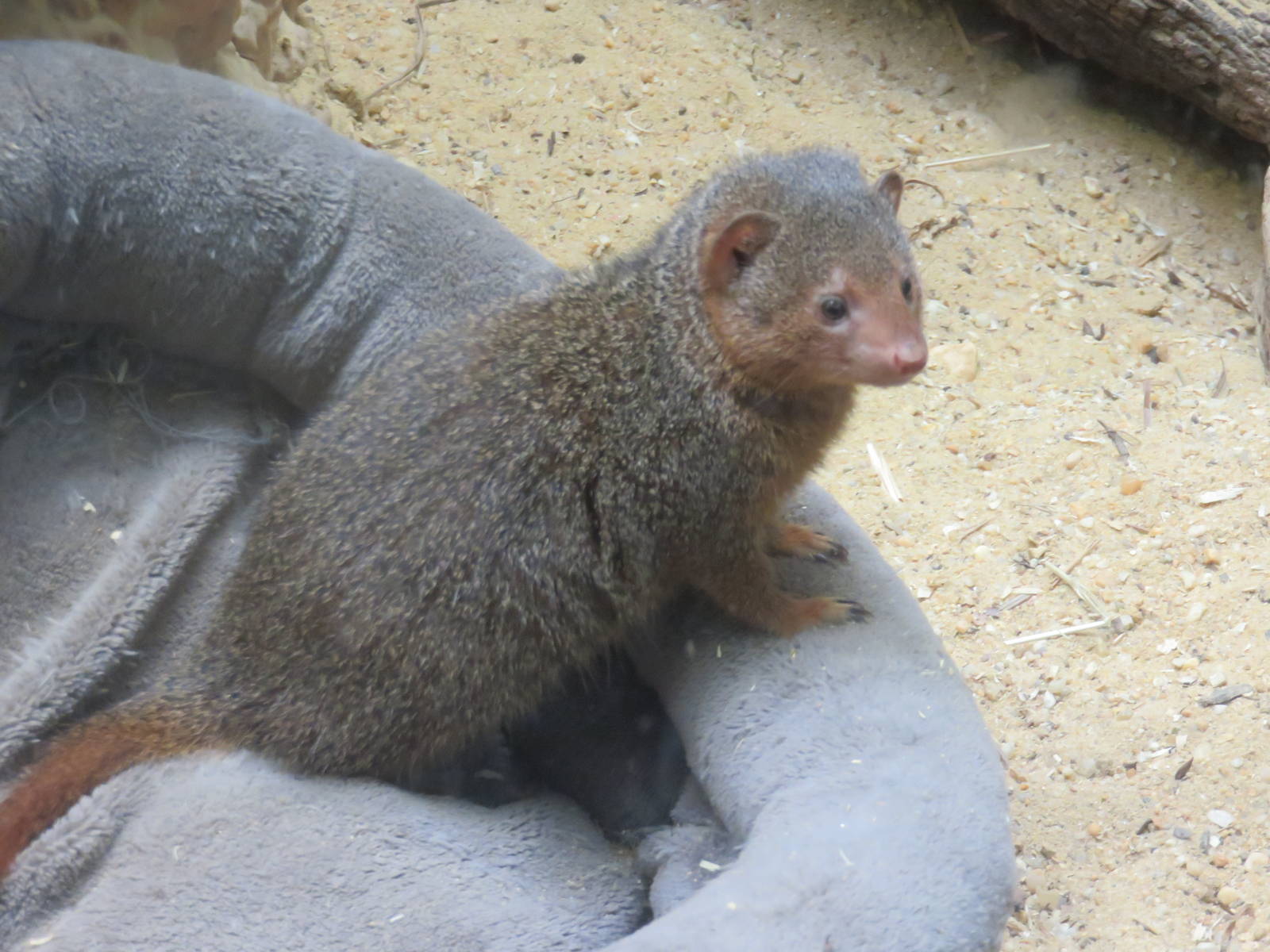Small Mammal House - Dwarf Mongoose