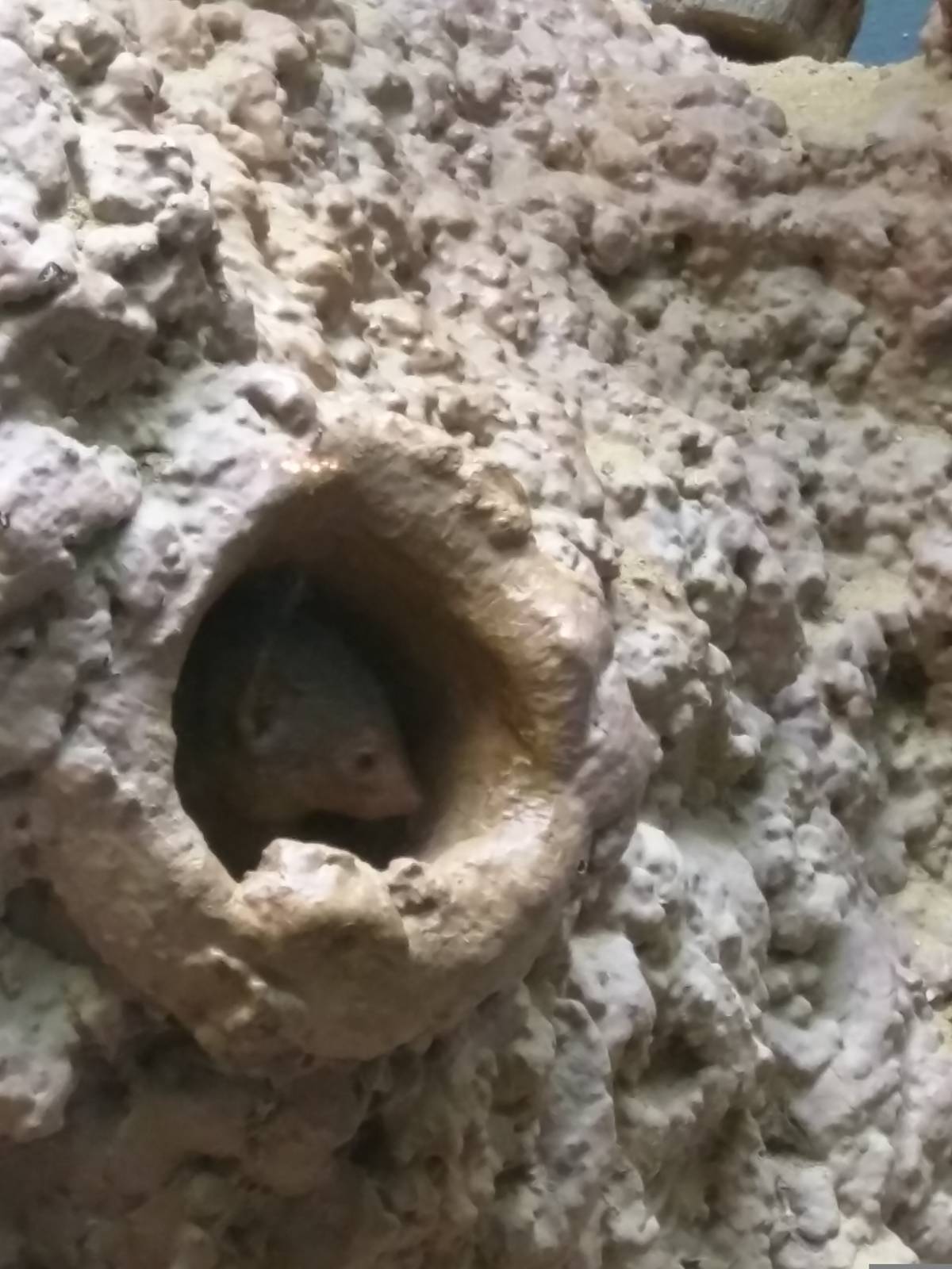 Small Mammal House - Dwarf Mongoose