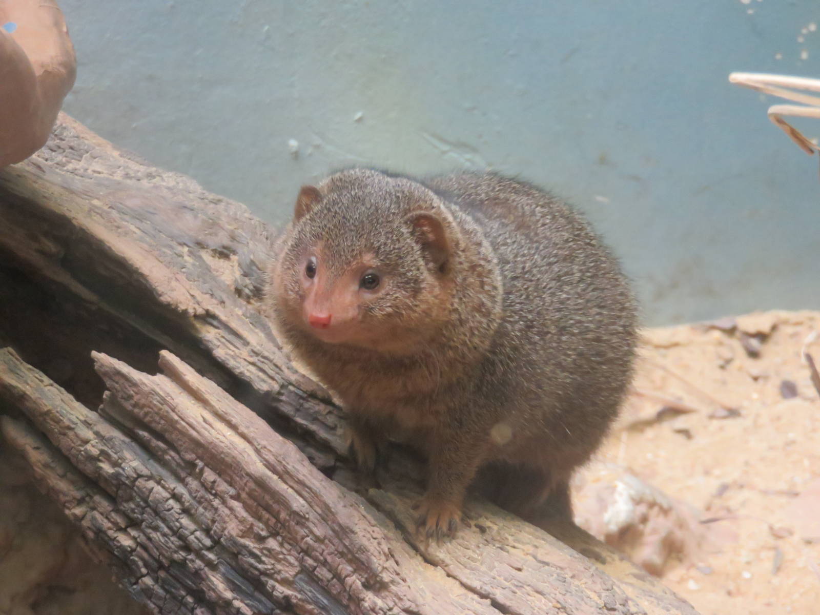 Small Mammal House - Dwarf Mongoose